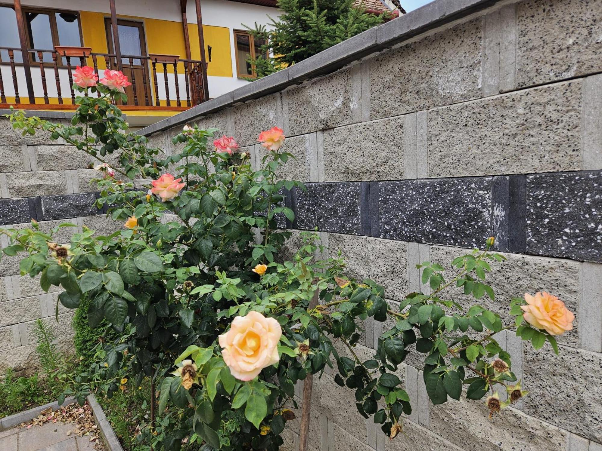 Casa Raduly - Apartament Demisol Sibiu Eksteriør billede